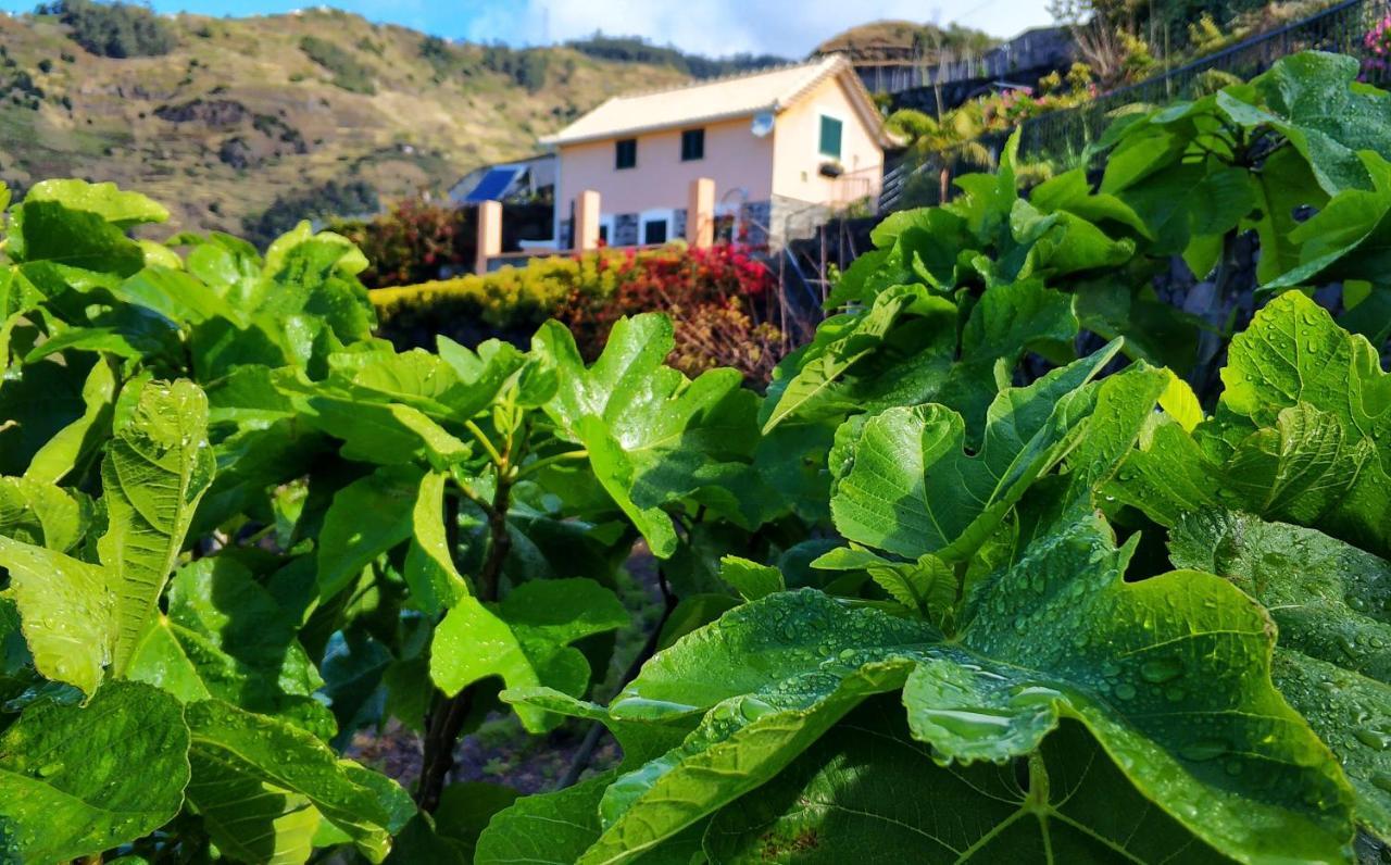 Quinta Terezinha Villa Ribeira Brava Buitenkant foto